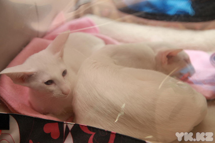 Любимцы публики (+фото)