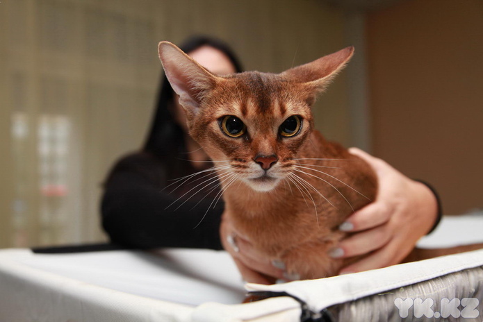 Любимцы публики (+фото)