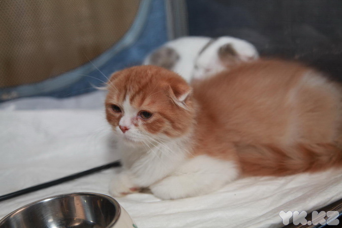 Любимцы публики (+фото)