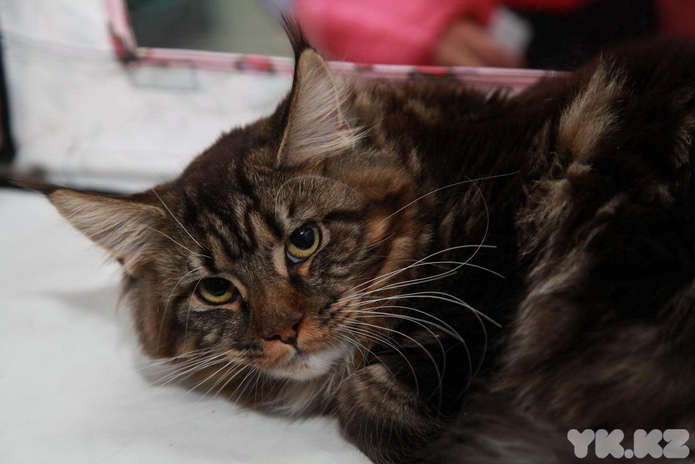 Любимцы публики (+фото)