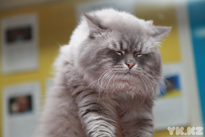 Любимцы публики (+фото)