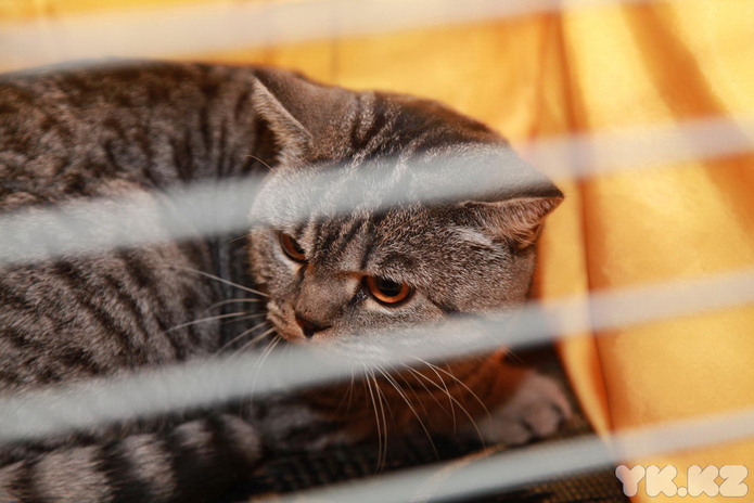 Любимцы публики (+фото)