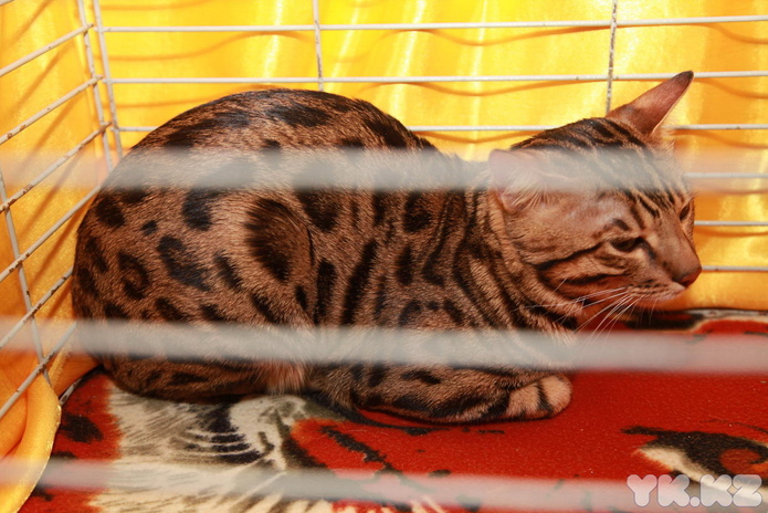 Любимцы публики (+фото)