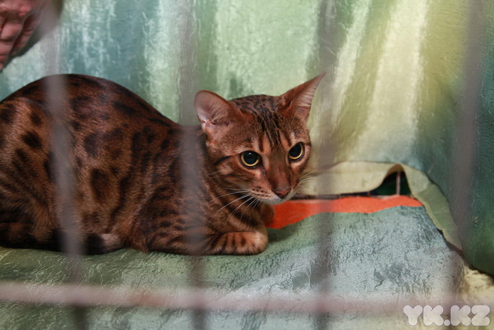 Любимцы публики (+фото)