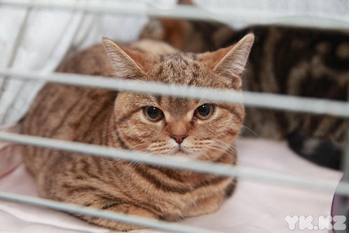 Любимцы публики (+фото)