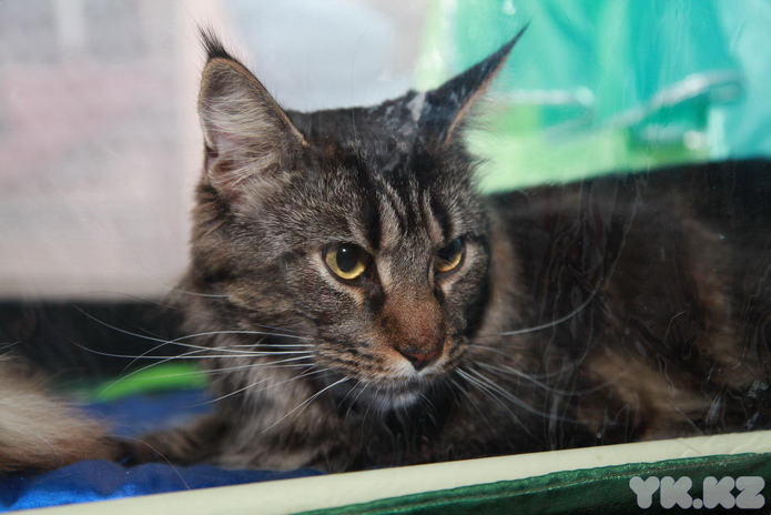 Любимцы публики (+фото)