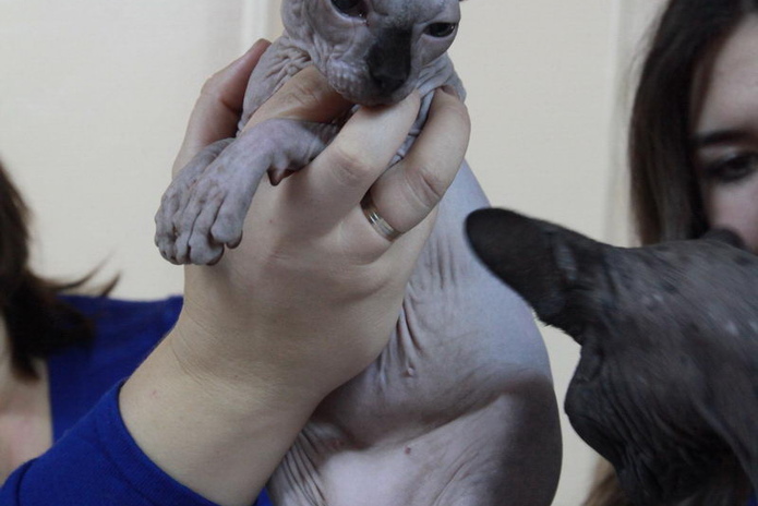 Любимцы публики (+фото)