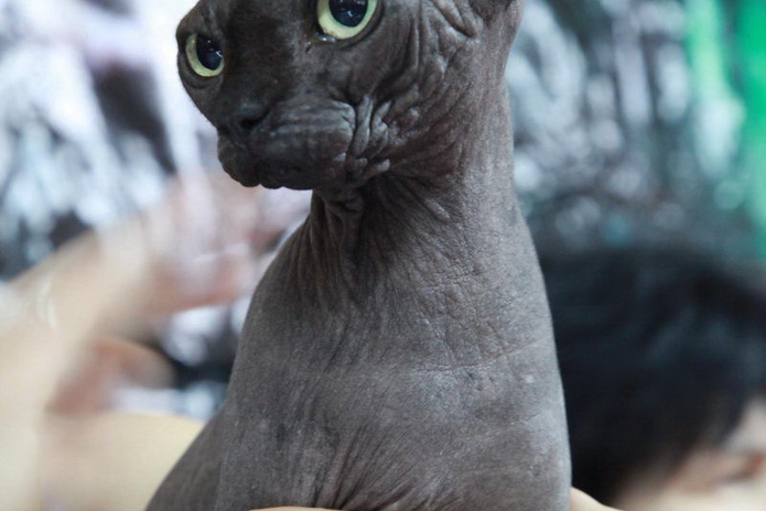 Любимцы публики (+фото)