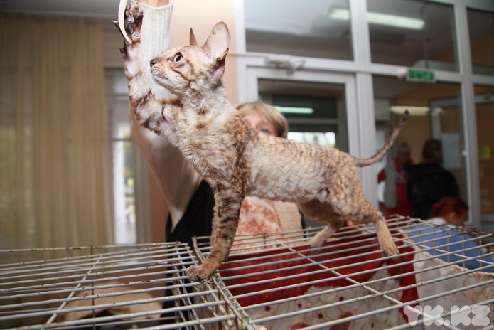 Любимцы публики (+фото)