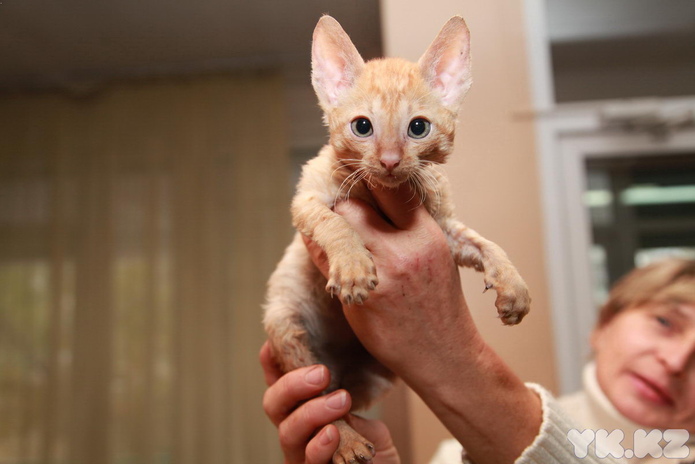 Любимцы публики (+фото)