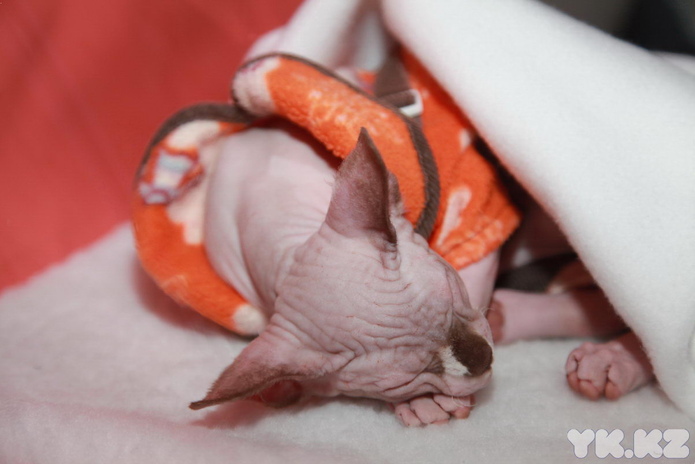 Любимцы публики (+фото)