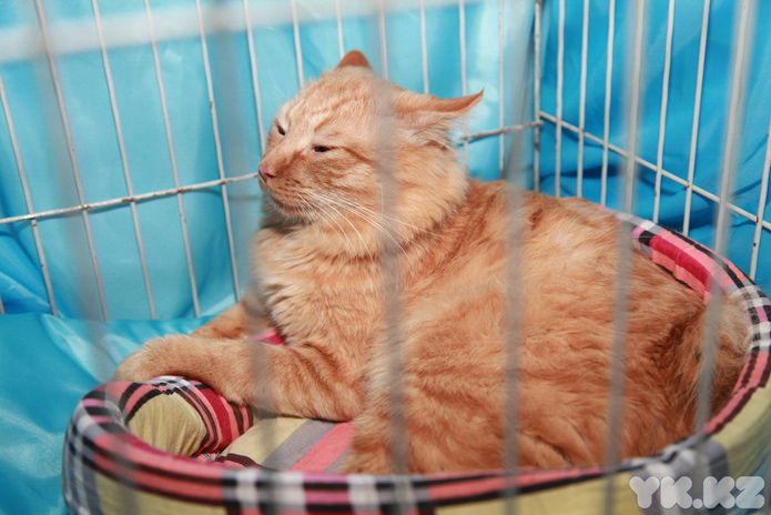 Любимцы публики (+фото)