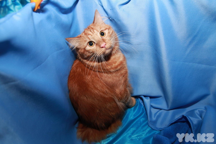 Любимцы публики (+фото)