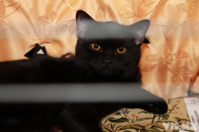 Любимцы публики (+фото)