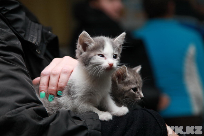 Любимцы публики (+фото)