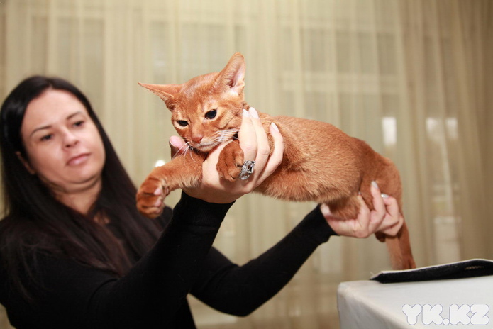 Любимцы публики (+фото)