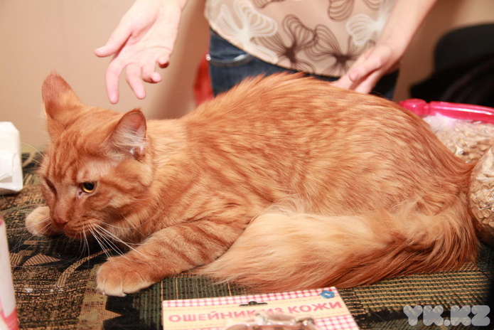 Любимцы публики (+фото)