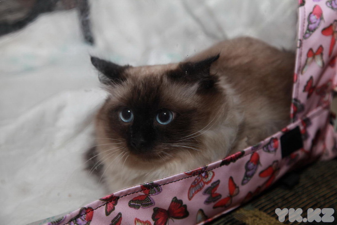 Любимцы публики (+фото)