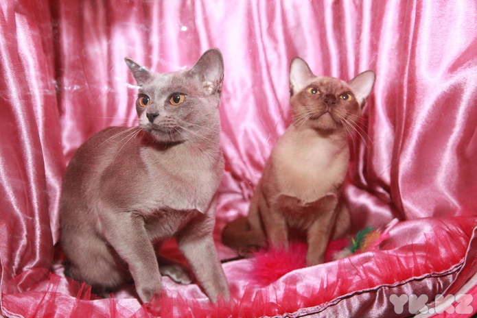 Любимцы публики (+фото)