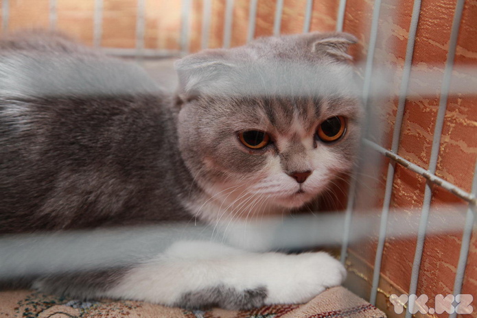 Любимцы публики (+фото)