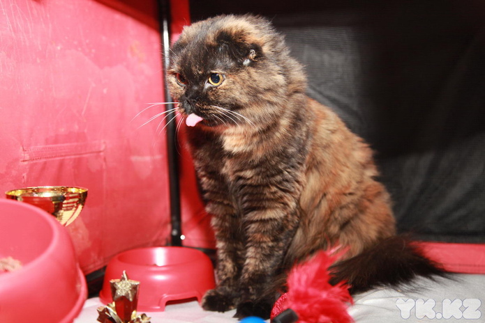 Любимцы публики (+фото)