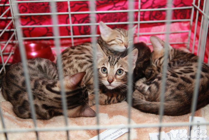 Любимцы публики (+фото)