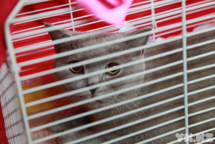 Любимцы публики (+фото)