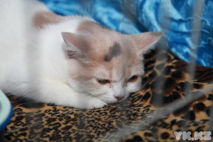 Любимцы публики (+фото)