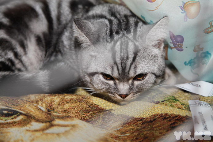 Любимцы публики (+фото)