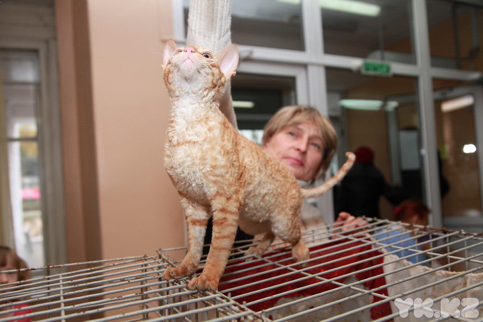 Любимцы публики (+фото)