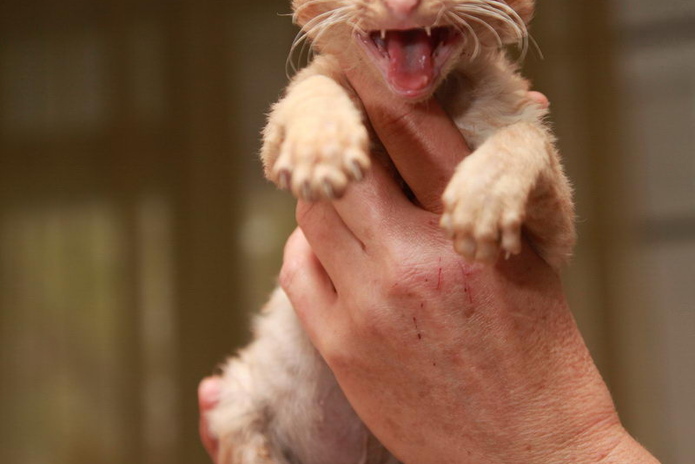 Любимцы публики (+фото)