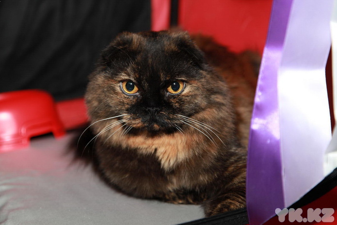 Любимцы публики (+фото)