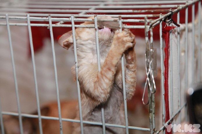 Любимцы публики (+фото)