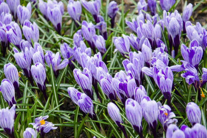 Светлое воскресенье (+фото)