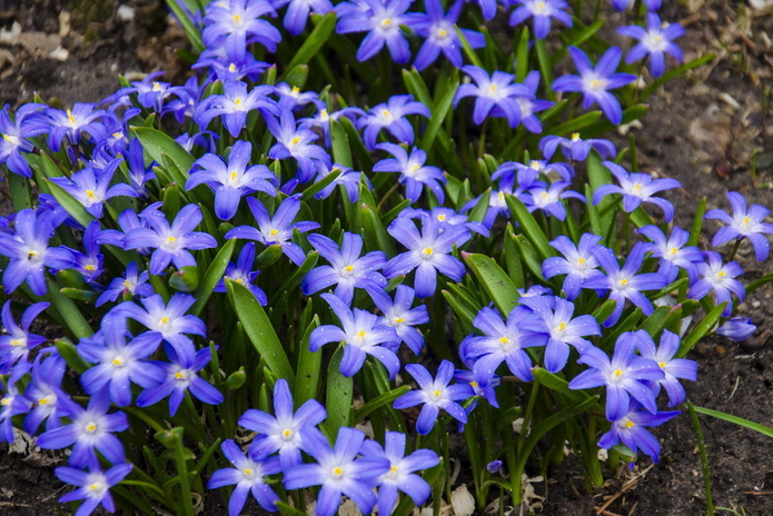 Светлое воскресенье (+фото)