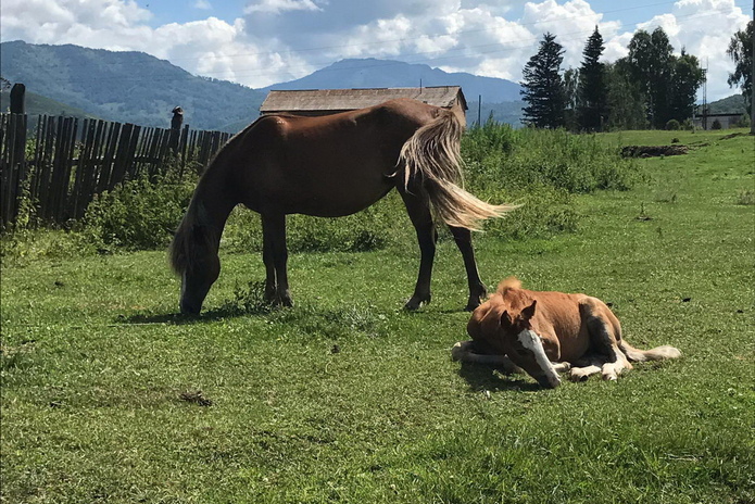 Петь, чтобы жить