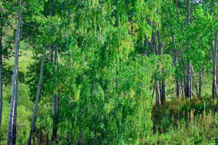 Отдых от цивилизации - PR