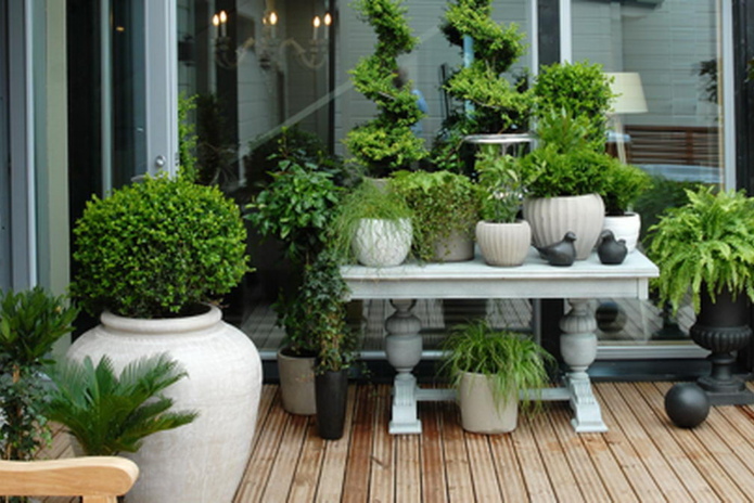 Защищаем дерево на улице - PR