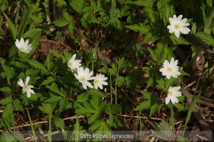 В горы? В горы! - PR