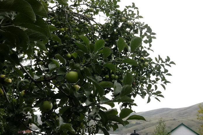 Пора на дачу - PR