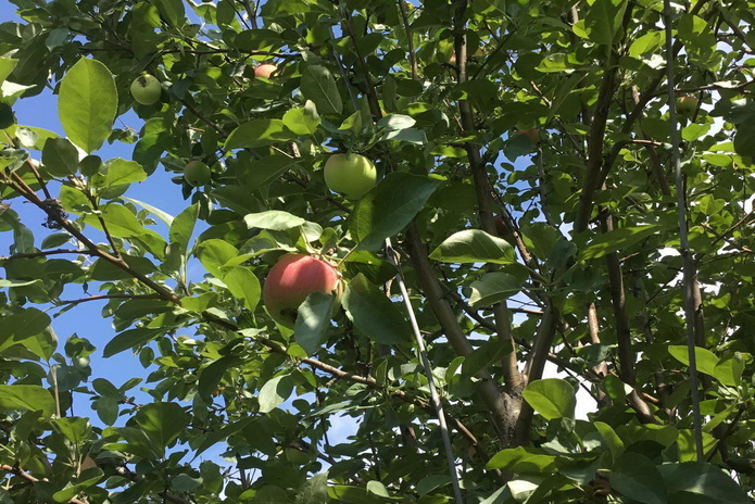 Пора на дачу - PR