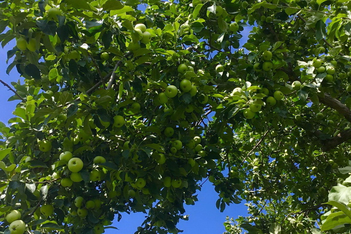 Пора на дачу - PR