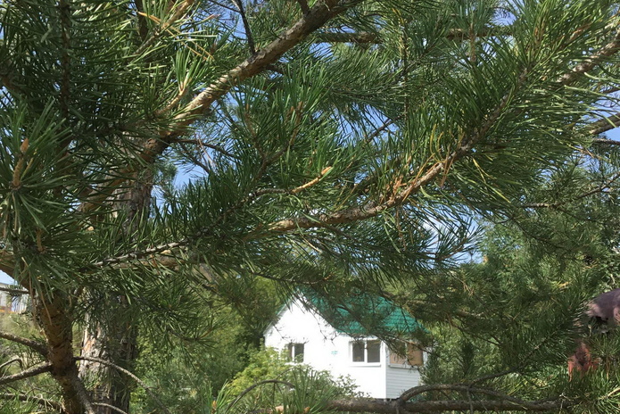 Пора на дачу - PR