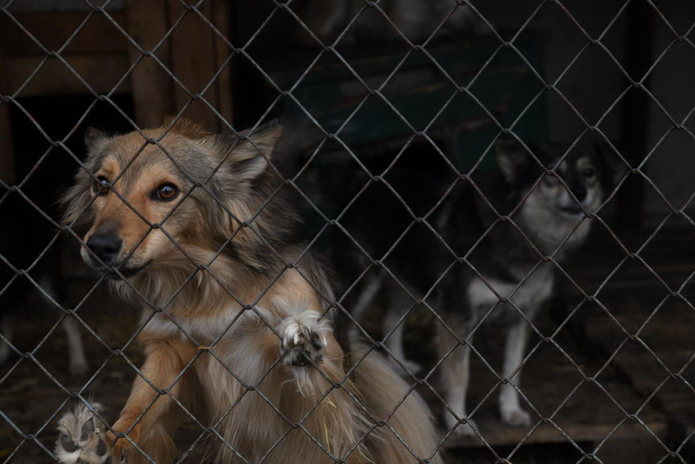 Я за гуманность, - Жаксылык Омар