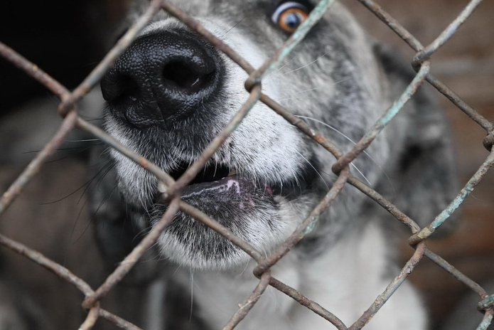 Я за гуманность, - Жаксылык Омар