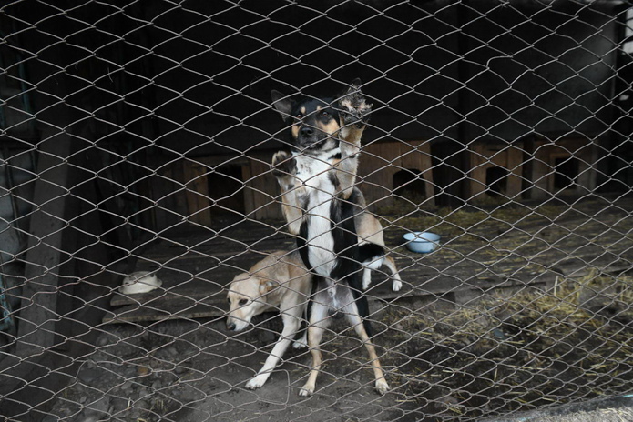 Я за гуманность, - Жаксылык Омар