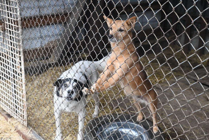 Я за гуманность, - Жаксылык Омар