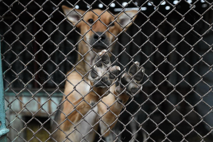 Я за гуманность, - Жаксылык Омар