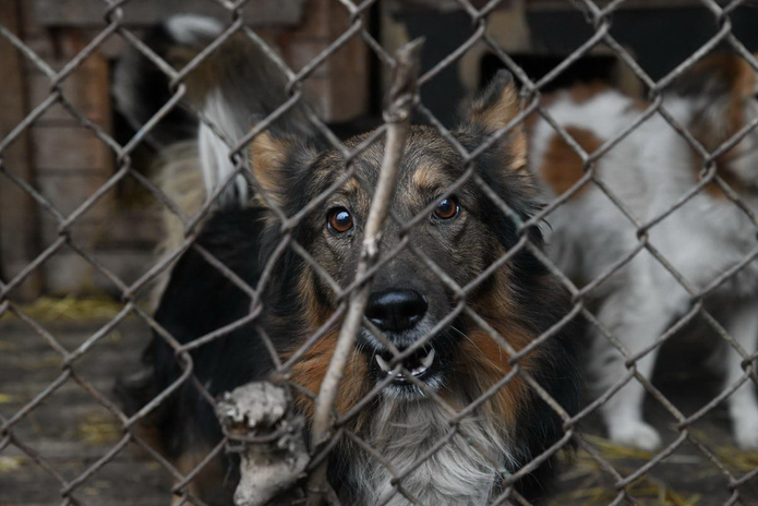 Я за гуманность, - Жаксылык Омар