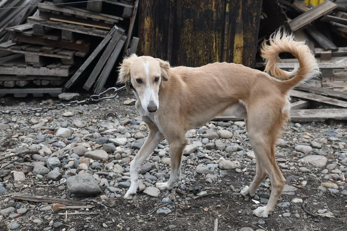 Я за гуманность, - Жаксылык Омар